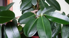 Ficus триење (еластична)