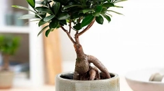 Ficus microchalp