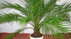 Коска вечера