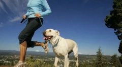 Физички оптоварувања за кучиња