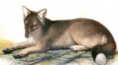 Фолкланд лисица