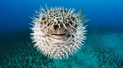 Формирајте форма на риба