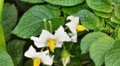 Фоки - имуномодулатор со антивирусен ефект