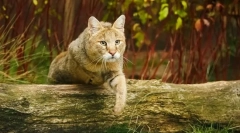 Фотографија на рид мачки: сите за раса, карактер, содржина