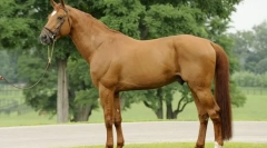 Француски коњи