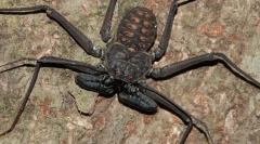 Frins: пајаци или скорпии?