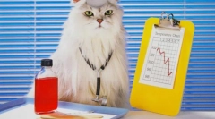 Фронт за мачки: сите за крлежи и болви