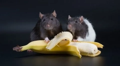 Овошје, зеленчук и бобинки за стаорци, кои можете да ги дадете, и што не можете