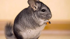 Овошје, зеленчук и бобинки за шиншила