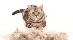 Cat furmmentator: неопходен gadget за мелење и нега на домот