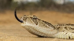 Вокс африканска пустина