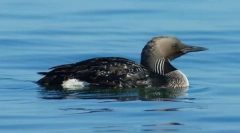 Гагара црна европа