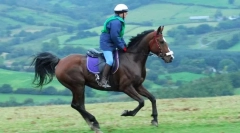 Галоп и транзиции од една алира на друга