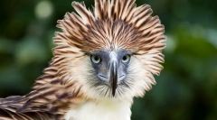 Гарсија филиппине