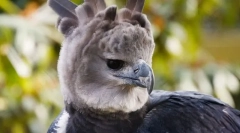 Гарсија јужна америка