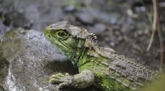 Гнестерија