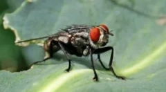 Каде и како мувите на муви?