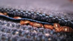 Каде што грешките обично се кријат во станот?