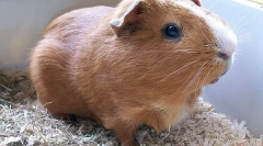 Каде е татковината на заморската свиња?