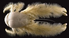 Каде што има влакнести ракови?