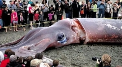 Каде се гигантските потпирачи?