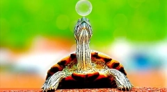 Каде што живеат желки, животната средина и живеалиштето