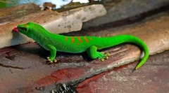 Gecko (фото): гуштер со фантастични способности