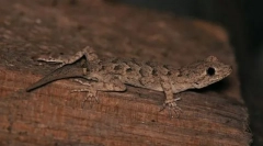 Грекон греј