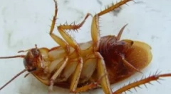 Гелови и стапици dohlox од лебарки