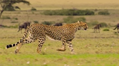 Гепард: интересни факти за брз брз предатор