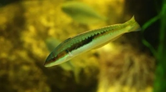 Хермафродитизам меѓу рибите