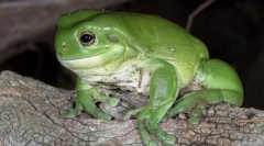 Хипепелогија