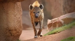 Ген забележал