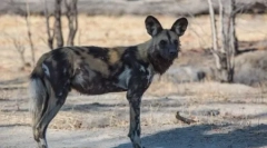 Куче со хиено, или африканско диви куче (25 фотографии)