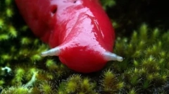 Гигант пинк планински голтка капатар (5 фотографии)