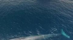 Гигантски животни, причини за нивно исчезнување