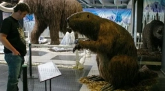 Џиновски beaver
