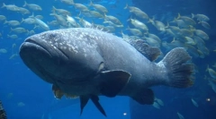 Гигант grucker