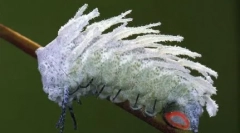 Гиганти во нашите светски познати животни и инсекти необични големини