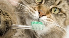 Хигиена на cat