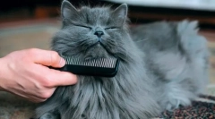 Cat хигиенски процедури