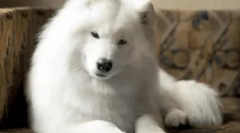 Хипоалергични раси на кучиња - топ 10 со фотографии