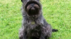 Хипоалергични раси на кучиња