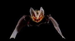 Мазни комбиња