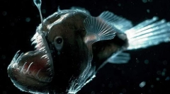 Длабоко море риба