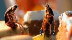 Сокети на лебарки: пребарување и уништување