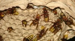 Приклучок на коњите и начините за уништување