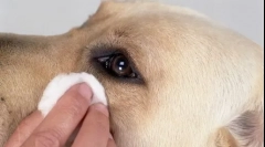 Пумпа во очите на кучето - причини и начини за отстранување