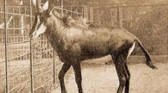 Сина антилоп