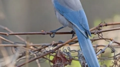 Сина сорока